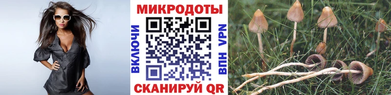 Галлюциногенные грибы Psilocybe  Ак-Довурак 